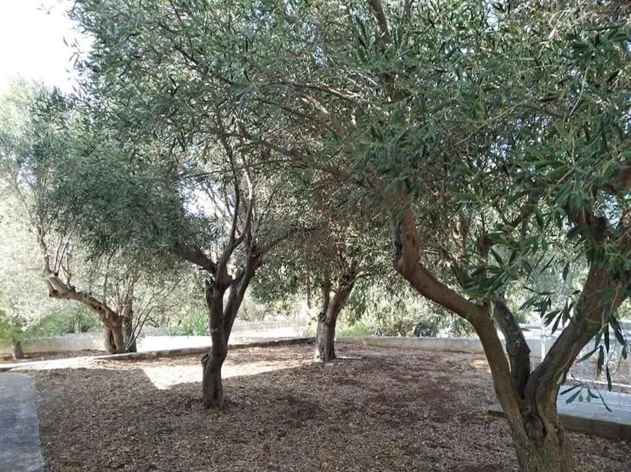 White Villa In Olive Trees And Seaview To Panagia Almiropótamosz Kültér fotó