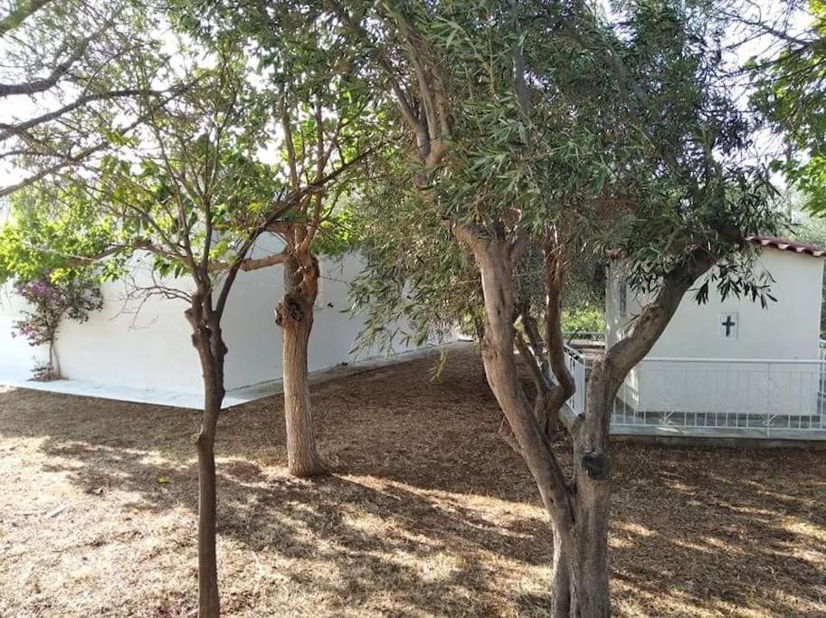 White Villa In Olive Trees And Seaview To Panagia Almiropótamosz Kültér fotó